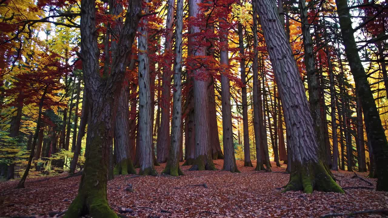 Low-angle video capturing a serene autumn forest scene with towering trees and vibrant red