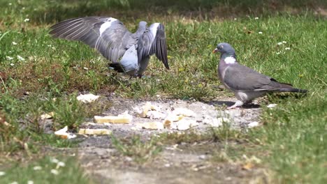 Pigeon-Eating-Bread-Placed-In-Garden