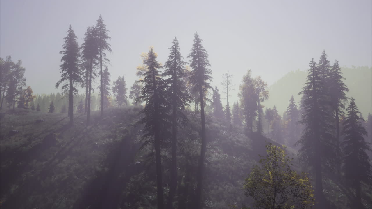 Sunlight filters through misty pine trees in a tranquil forest landscape