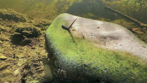 Leech Erpobdella octoculata moving on a rock in shallow stream. Estonia
