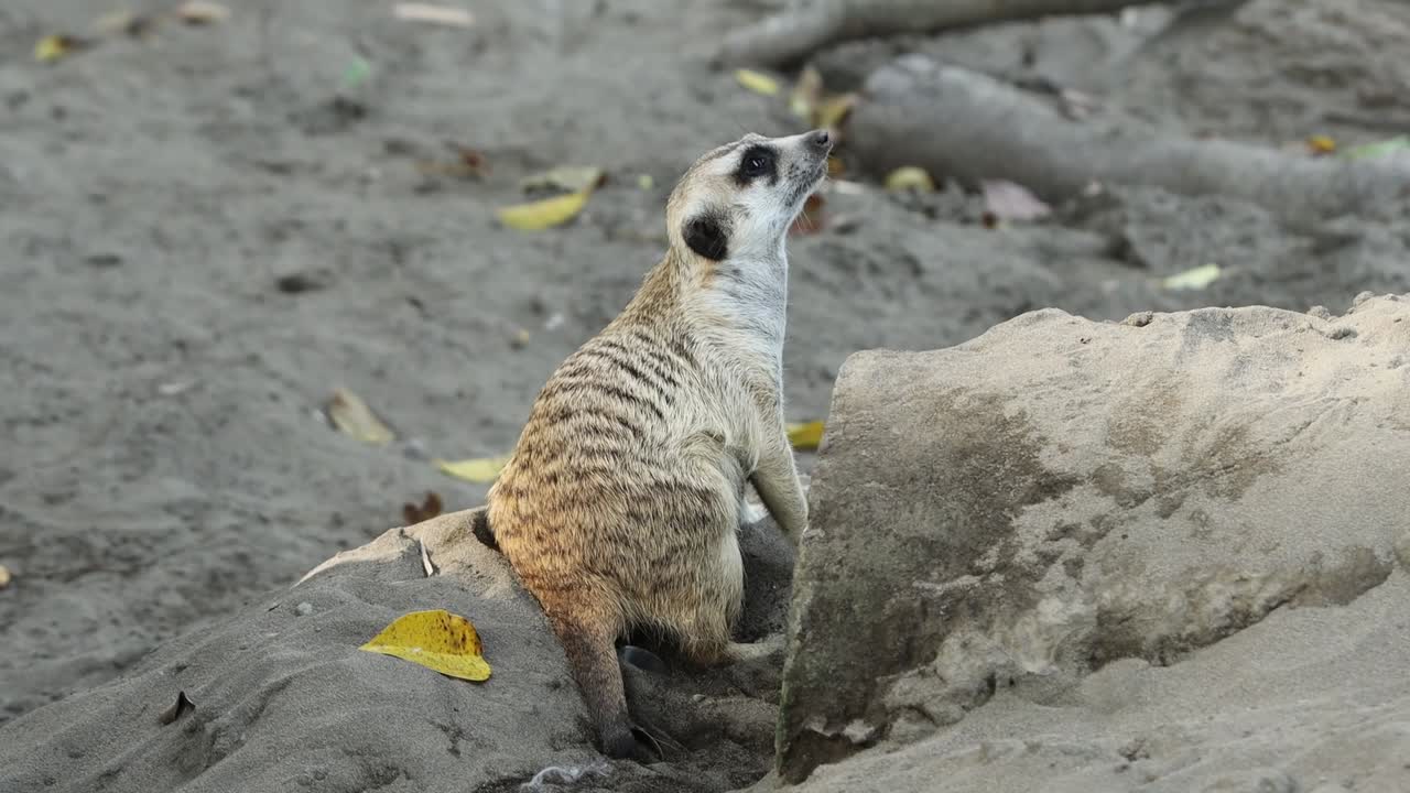Suricato che si aggira su terreno sabbioso nel suo habitat naturale