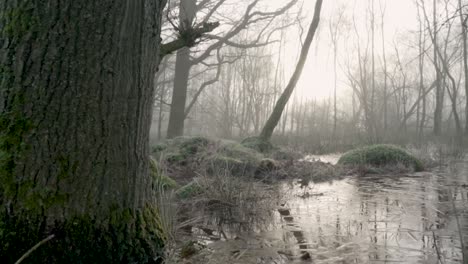 misty forest swamp