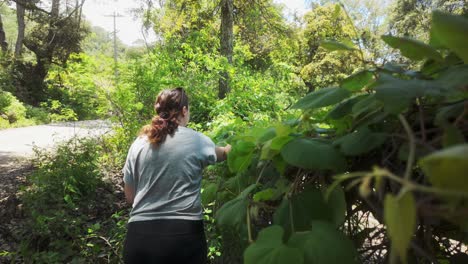 a woman harvests wild vineyard leaves on a mountain road for organic food making