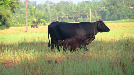 Brown-Baby-calf-drinking-milk-from-its-mother-while-mom-cow-watch-out-for-the-surroundings,-newborn-baby-sucking-and-pushing-at-udder-for-more-milk-in-a-lush-green-paddy-field