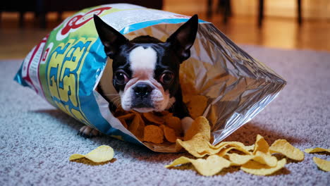 boston terrier dog playing with chips