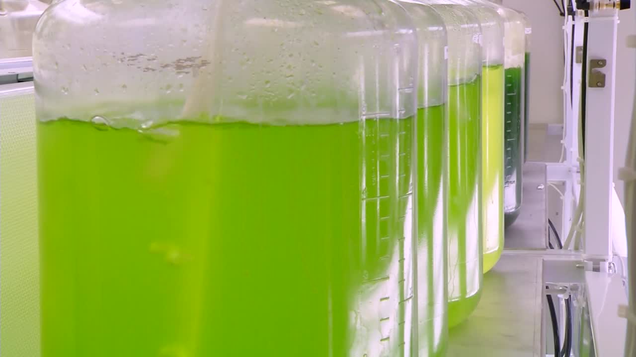 조류는 연구자들에 의해 바이오 연료로 개발되고 사용됩니다 5