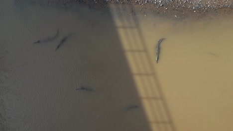 Fotografía-Cenital-De-Un-Dron-Empujando-Cocodrilos-En-El-Río-Tárcoles