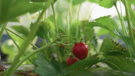 close up of ripe red strawberry hanging amid lush green foliage with tiny insect perched on fuzzy stem dew drops glistening in morning sunlight showcasing vibrant texture and organic farm environment