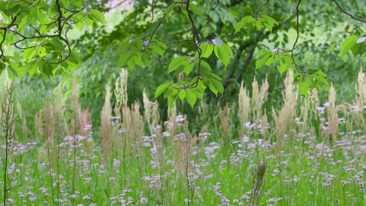 밝은 초록색의 봄 식물