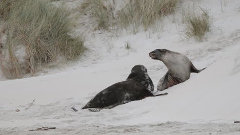 leoni marini neozelandesi che combattono sulle dune di sabbia a sandfly bay a dunedin, nuova zelanda