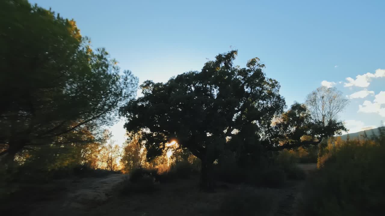 Movimento aereo all'indietro da un albero nella foresta verso il sentiero sterrato durante il tramonto