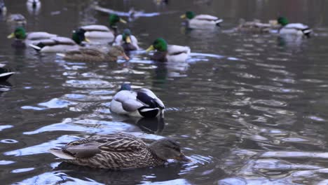 camera pan of a flock of mallard ducks in a pond, male ducks flapping wings