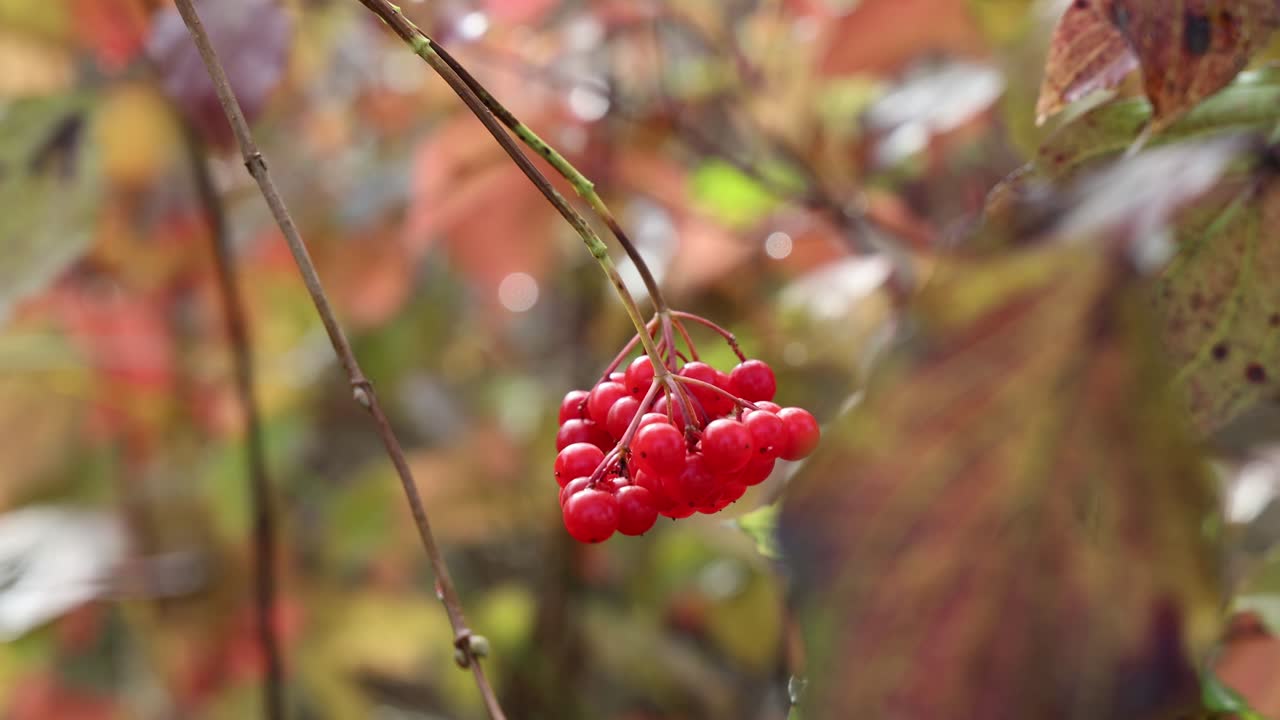 Ribes plant with red berries on blurred background, establisher