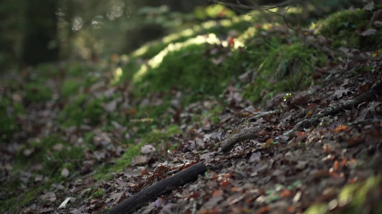 황금 시간 동안 숲에서 모스와 나무, 잎을 통해 아오르는 빛