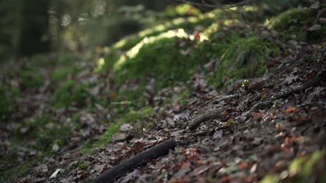 moss and trees in a forest during golden hour, with sun beams comming through the leaves