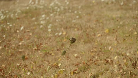 Wildflower-buds-swaying-in-wind-on-autumn-lawn