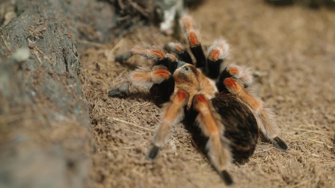 A close up clip of a Mexican Fire Leg Tarantula highlighting the hair and colour of the legs