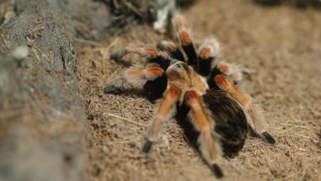 a close up clip of a mexican fire leg tarantula highlighting the hair and colour of the legs