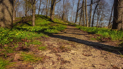 Panning-shot-over-a-walking-path-through-a-forest,-the-bottom-of-which-is-dotted-with-yellow-flowers