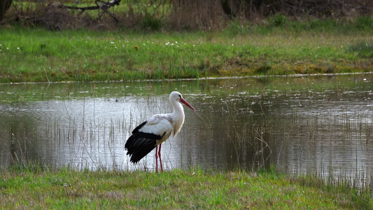 la cigüeña se para al lado de un lago y vuela lejos, en cámara lenta