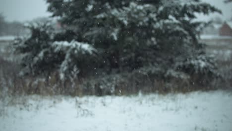 Schneeflocken,-Schnee,-Der-Während-Des-Wintersturms-In-Zeitlupe-Auf-Immergrüne-Kiefern-Fällt