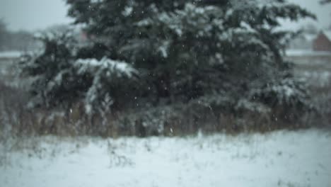 snowflakes, snow falling in slow motion during winter storm on evergreen, pine tree