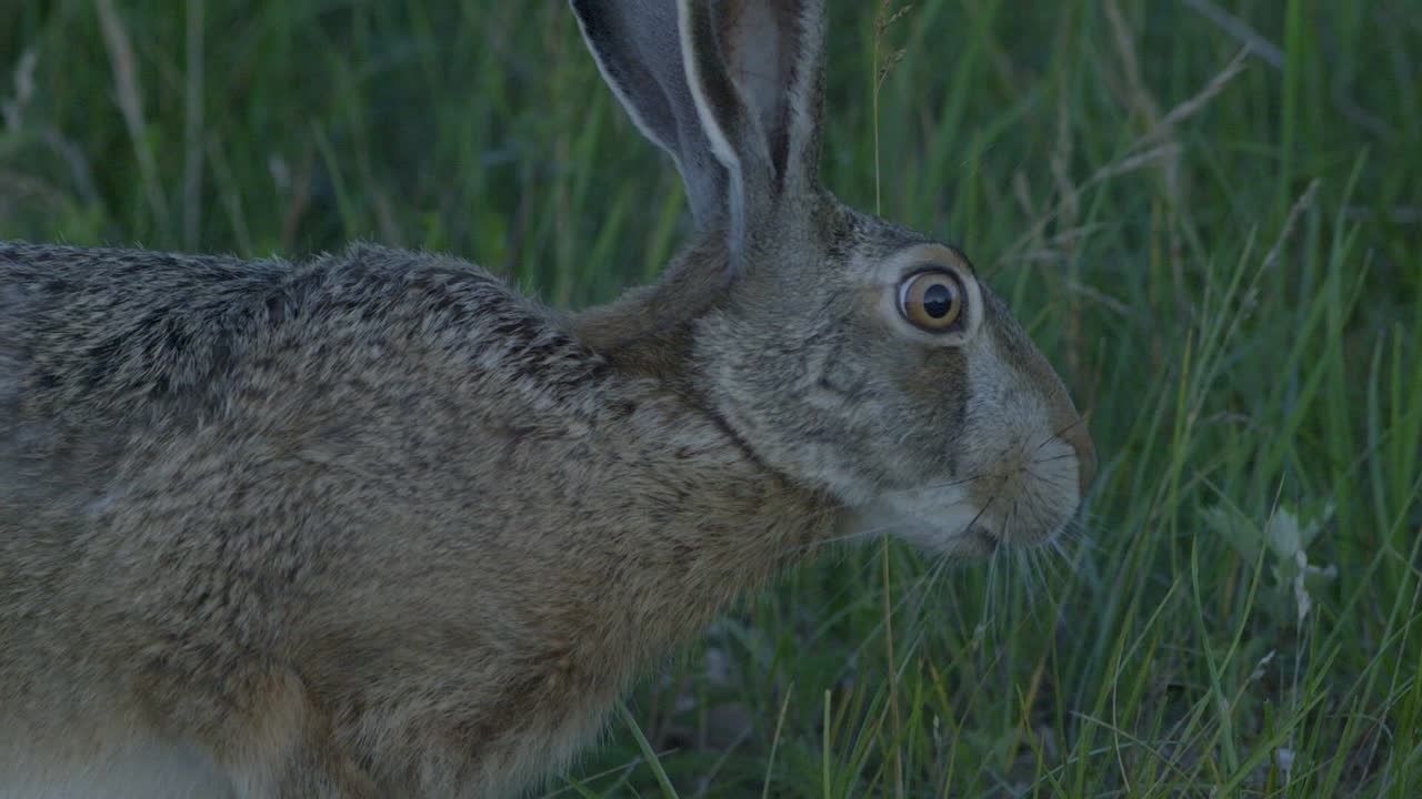 Wild hare running and eating on the road slow motion with big eyes