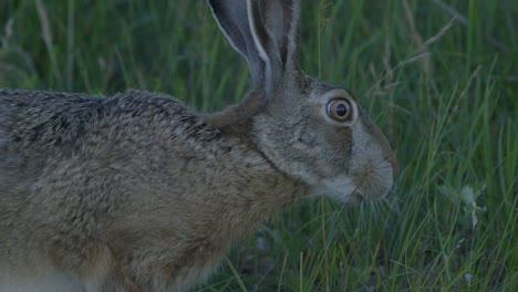 liebre salvaje corriendo y comiendo en la carretera a cámara lenta con ojos grandes