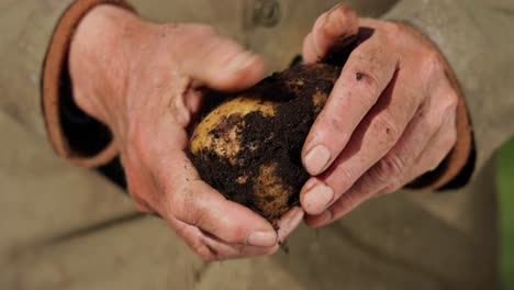 farmer inspects his crop of potatoes hands stained with earth.