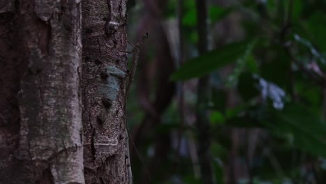 Der-Gesamte-Körper-Im-Rahmen-Ruht-Auf-Der-Rinde-Des-Baumes-Und-Rennt-Dann-Nach-Oben,-Blanfords-Fliegender-Drache,-Draco-Blanfordii,-Thailand