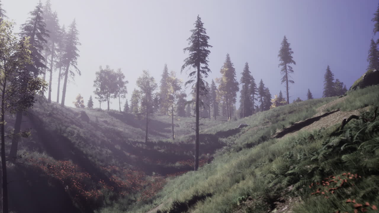 A serene forest setting showcases tall trees and vibrant greenery