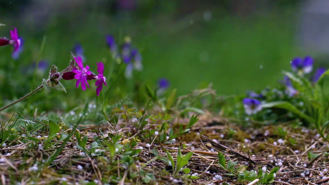 Slowmotion-optagelse af blomst, der blomstrer under første snefald