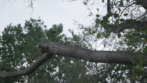 Ein-Atemberaubender-Moment-In-Der-Natur