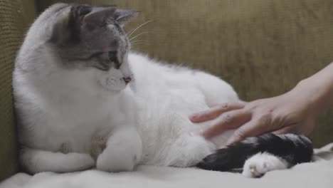 woman petting cat that is lying on a couch