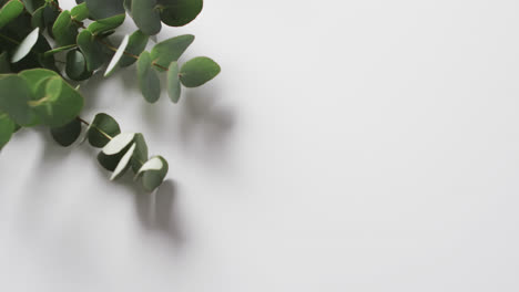 Video-of-green-plant-leaves-with-copy-space-on-white-background