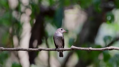 El-Papamoscas-Marrón-Asiático-Es-Un-Pequeño-Pájaro-Paseriforme-Que-Se-Reproduce-En-Japón,-Himalaya-Y-Siberia