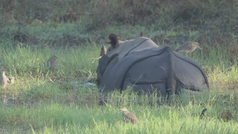 Panzernashorn-In-Nepal