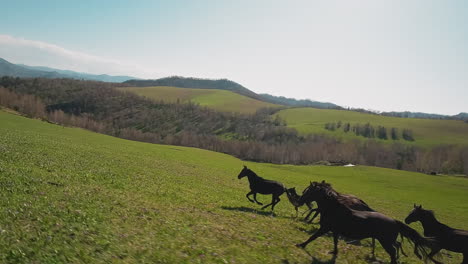 Strong-dark-brown-horses-with-offspring-gallop-along-slope