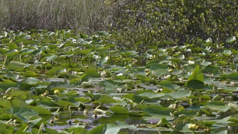 Slow-motion-left-trucking-medium-shot-of-a-large-cluster-of-green-lily-pads-with-yellow-flowers-surrounded-by-mangroves-and-tall-grass-in-the-murky-Florida-everglades-near-Miami-on-a-warm-summer-day