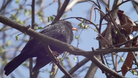 Medium-close-low-shot-of-a-young-Blackbird,-sitting-on-a-branch-which-is-moving-in-the-wind