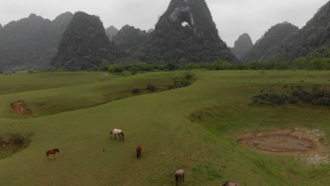 horses peacefully grazing in the lush green meadows of cao bang, vietnam