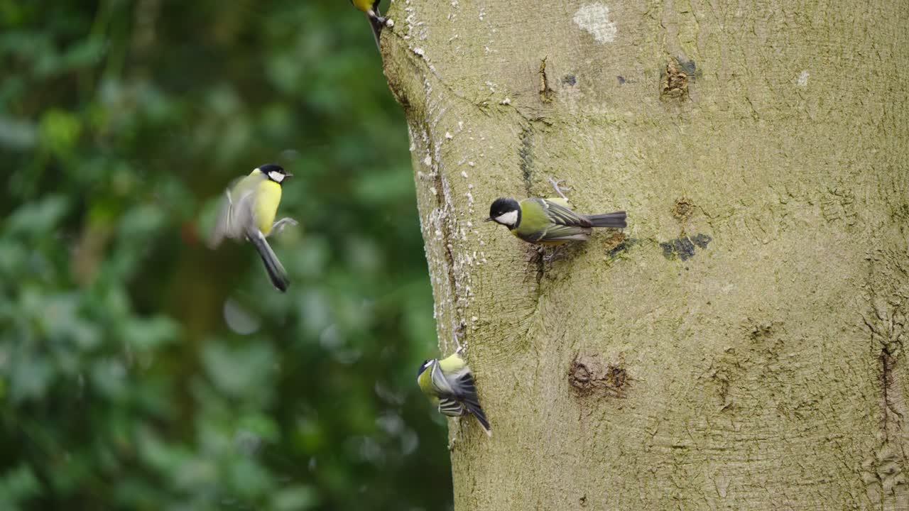 Great tit rests on a pale tree trunk in the forest, subtle texture in both bark and plumage under soft daylight