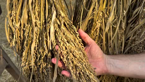 hands examining rice grains in natural setting