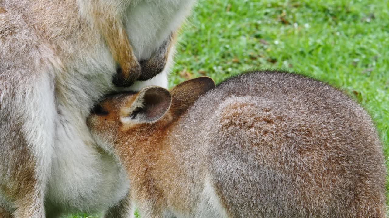 canguro wallaby con baby joey amamantando en un campo en australia