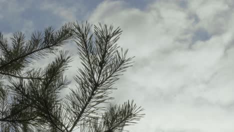 Vista-De-Un-árbol-Verde-Y-Nubes-Blancas-Moviéndose-En-El-Cielo-Azul-En-El-Fondo