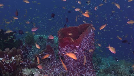 underwater reef scene of colorful coral reef with big sponge and reef fishes