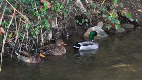 family of mallard ducks in riverside habitat