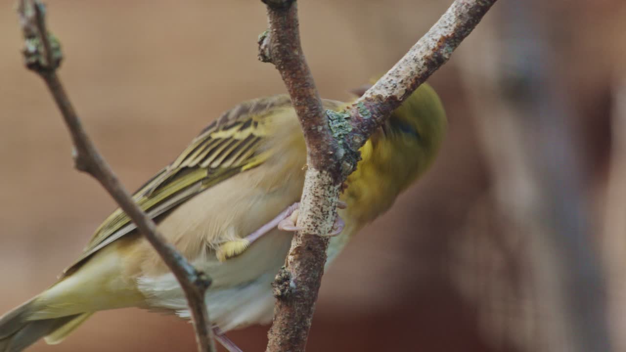 Yellow Bird Perched on Branch