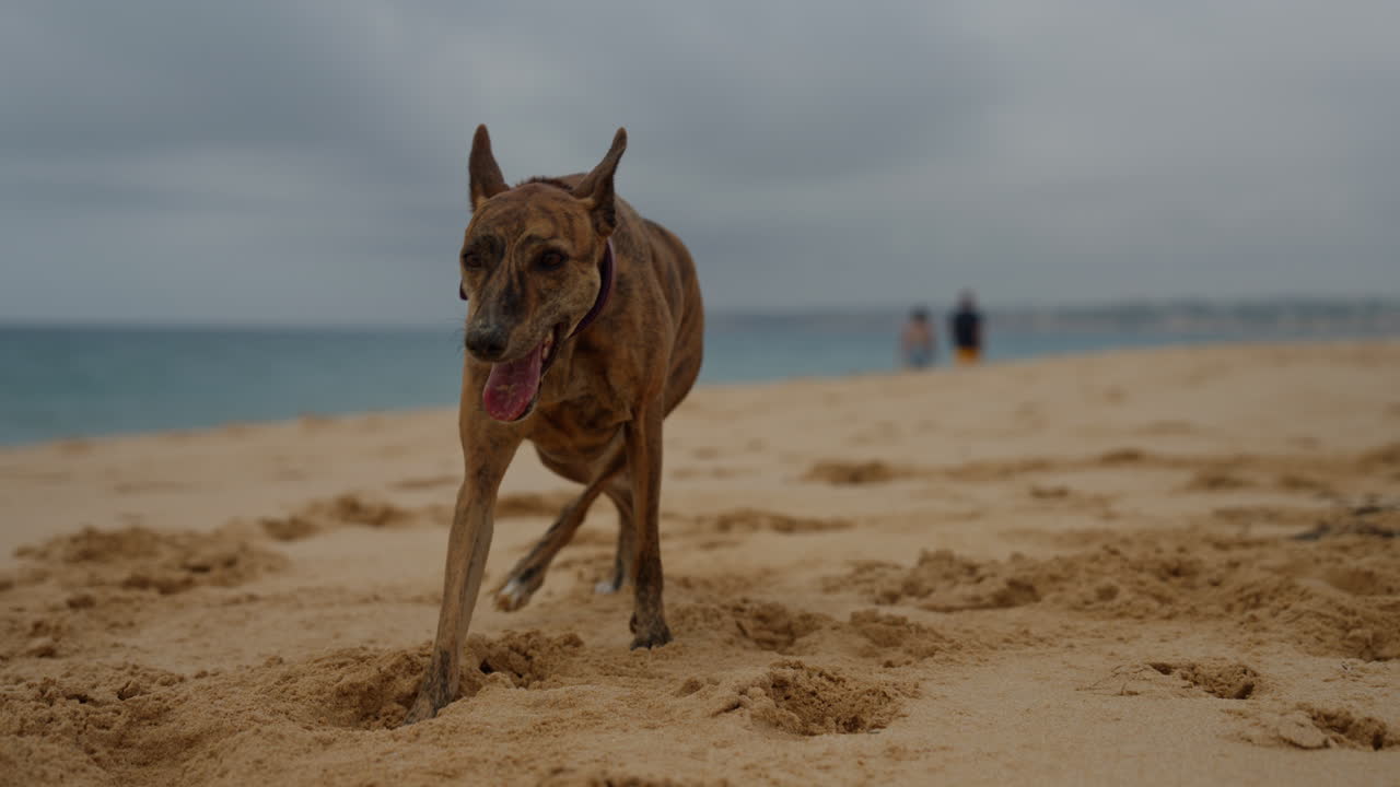 Whippet Dog walking on the beach