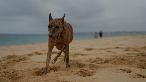 whippet dog walking on the beach